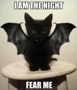 black kitten with bat wings, caption says I am the night, fear me