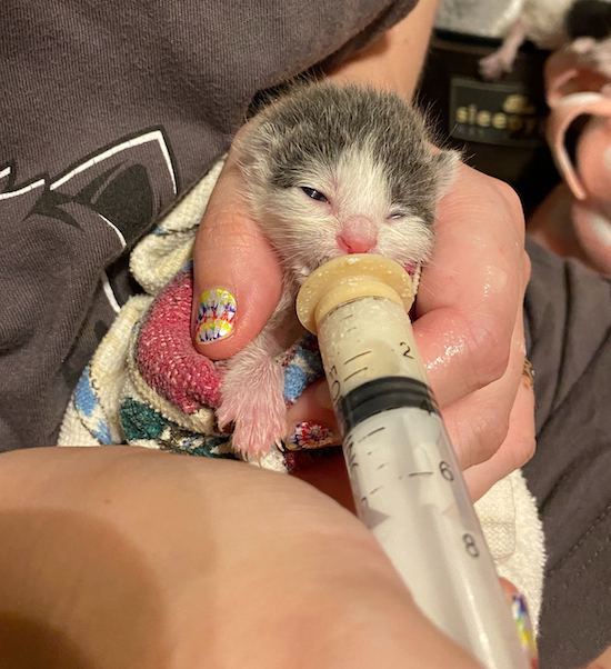 Tiny baby kitten wrapped up having formula in a syringe with its eyes barely open