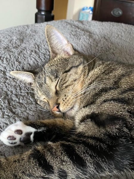 My tabby cat Chips sleeping