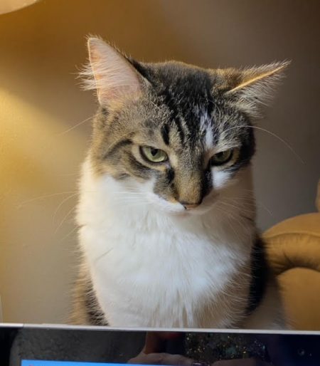 My fluffy cat Fish glaring at me