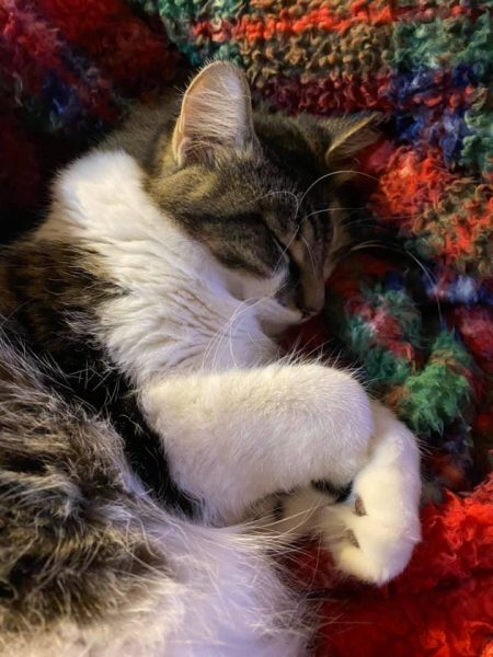 my cat Fisher is cuddled up on a plaid blanket sleeping