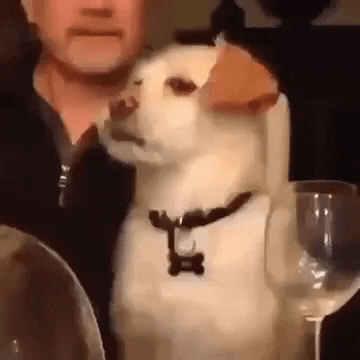 A dog is sitting in front of a wine glass and it rolls its eyes