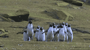 a group of penguins jumps up and down
