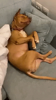 pit bull on couch is tucked in for a nap