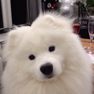 a big fluffy white dog tilts his head in confusion