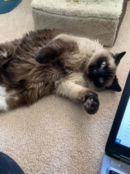 Pudding lays on her side with one paw in the air showing me her fluffy tummy