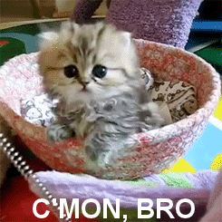 a kitten tilts its head and says c'mon bro