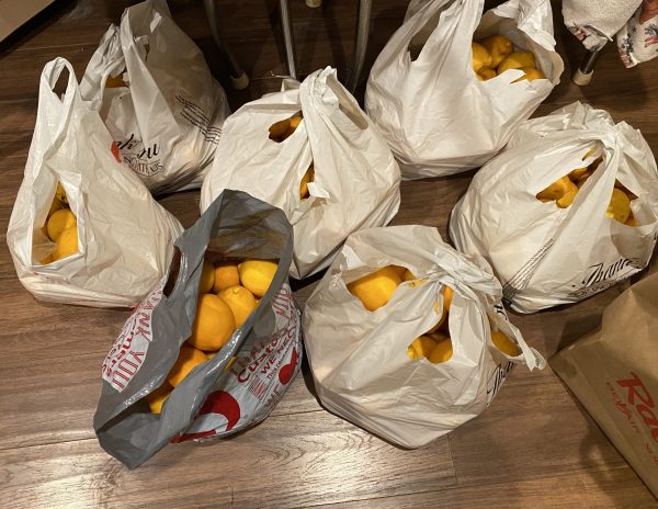 Eight grocery bags filled with meyer lemons