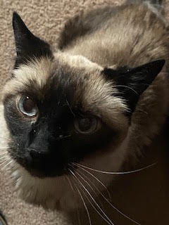 Pudding looks up at the camera. She's loaf cat mode