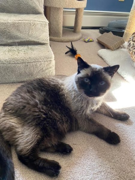 Pudding is laying on the floor in a puddle of sun