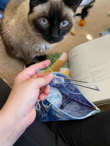 Pudding watches me knit