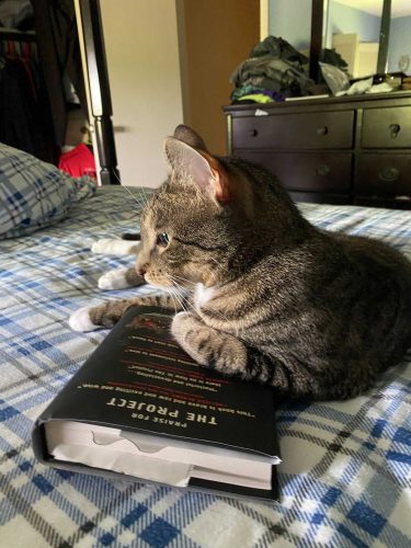 A tabby cat lounging on top of a hardcover book