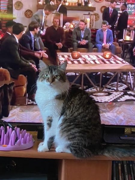 My fluffy cat Fisher sits in front of the tv. There's a purple dish with long plastic fingers in differing heights designed to slow down animals who gulp their food