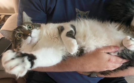 My husband cradles Fish like a baby. His fuzzy belly is on display, one paw extended