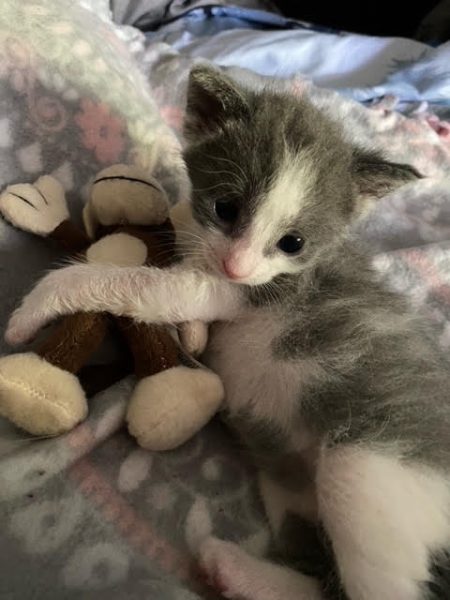 A tiny gray and white kitten clutches a stuffed monkey