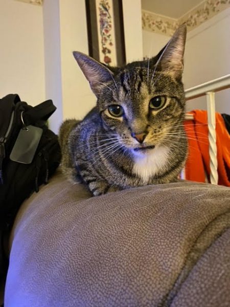 My tabby cat Chips is sitting on the back of the couch super annoyed