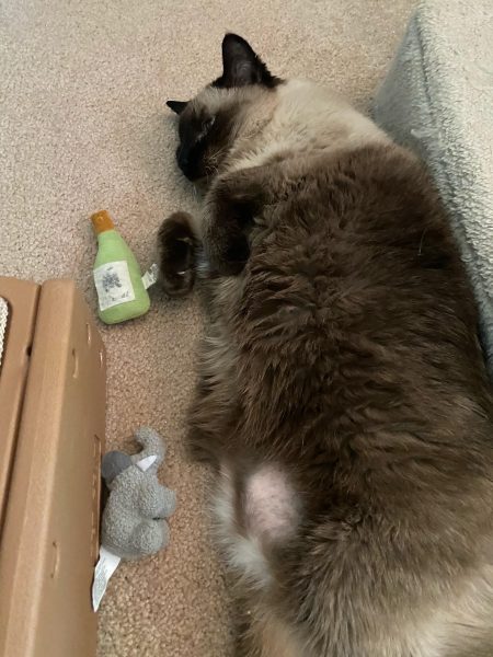 My Siamese cat Pudding is sound asleep next to a catnip toy shaped like a bottle of wine