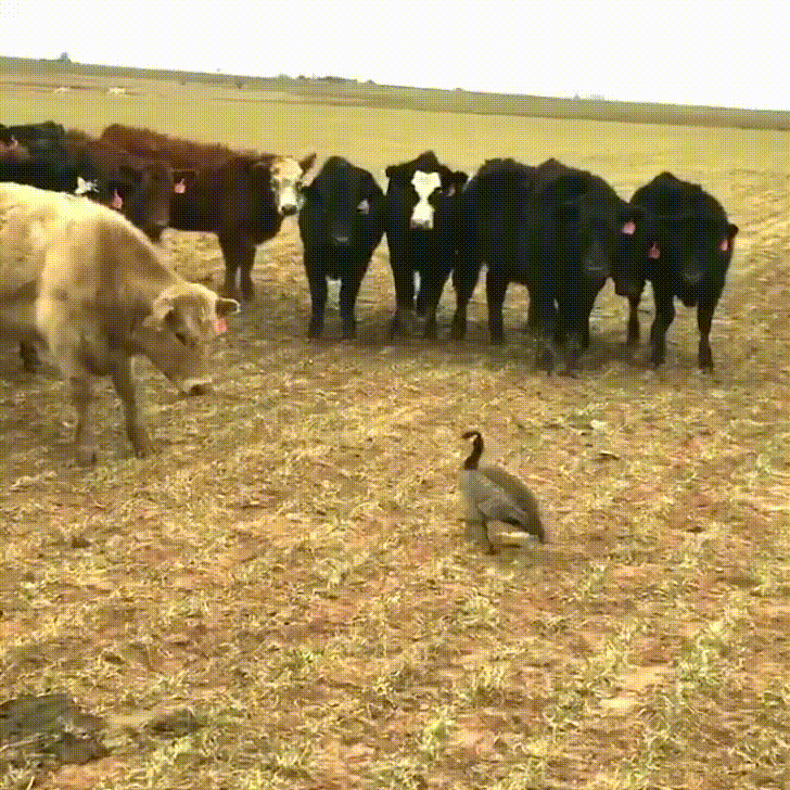 a goose faces down angry cattle