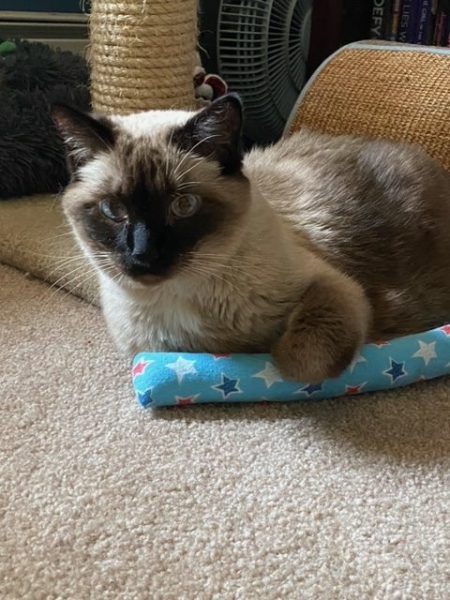 Pudding my foster Siamese cat holds onto a catnip kicker. She's got big eyes with big pupils