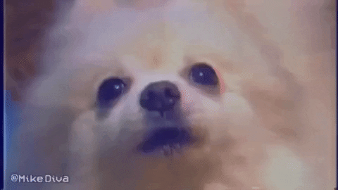 a Pomeranian dog stares