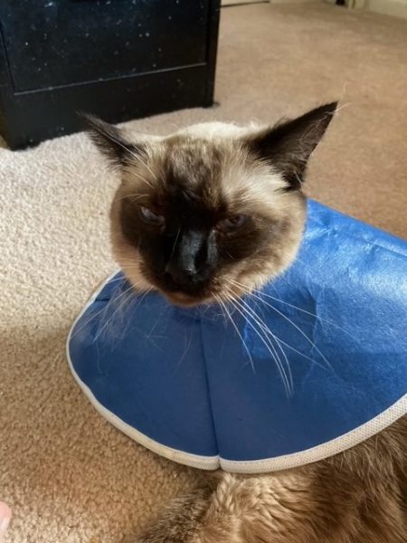 My siamese cat Pudding is giving me murder eyes because she has to wear a cone