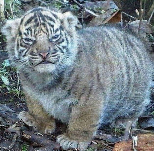 A very round, very fluffy tiger baby