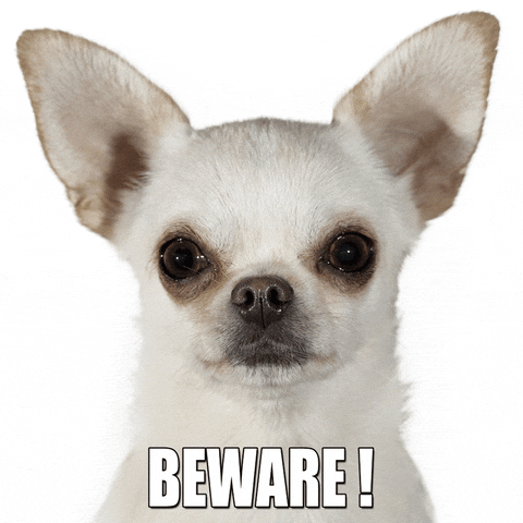 A Chihuahua snarls as the words beware! Chihuahua flash