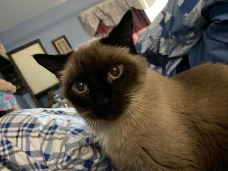 My Siamese cat Pudding is in our bed