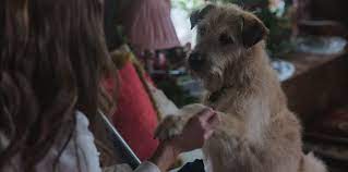 Hamish the terrier raises his paw for a handshake