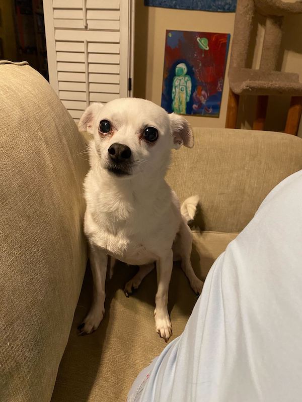 Carrie's dog using emotional coercion and big sad eyes to beg for treats
