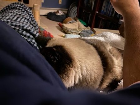 Pudding is laying with her face smashed into my husband's side