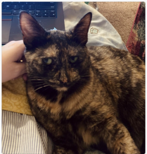 A tortoiseshell cat sits on a lap, leaning against the keyboard of a laptop. She is giving epic side eye.
