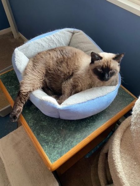 My senior siamese cat Pudding lays in her bed, one leg extended, looking unimpressed AF