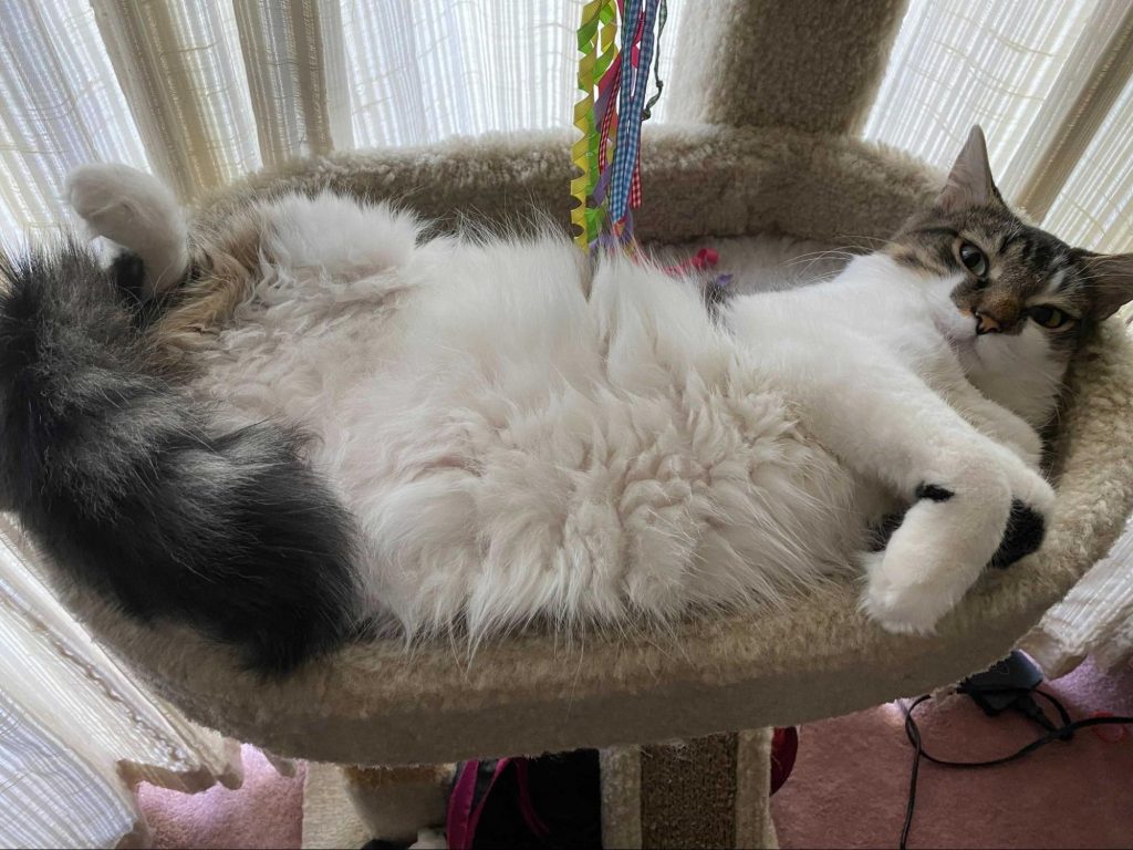 Fisher the cat. A very fluffy kitty with his tummy on display.