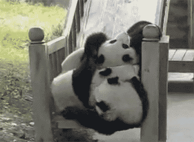 Three pandas roll down a ramp and off onto some grass. They are very floofy.
