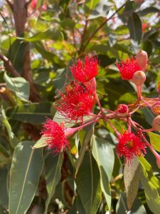 a fluffly red flower blooming on a green bush in Melbourne
