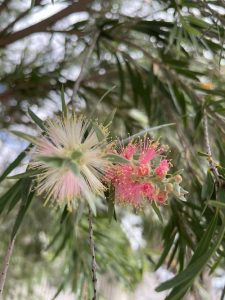 A fluffly white and pink flower on a dark green bush from Melbourne