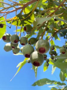 The seeds look like pimento olives hanging from this tree 