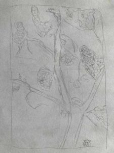 A sketch by AJ of a gum tree in blossom, based on a photograph Catherine took on a walk in January 2022