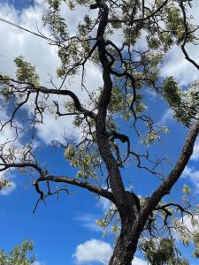 A photograph of a blooming gum tree against a blue sky with white clouds 