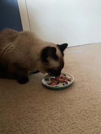 Pudding eats steak