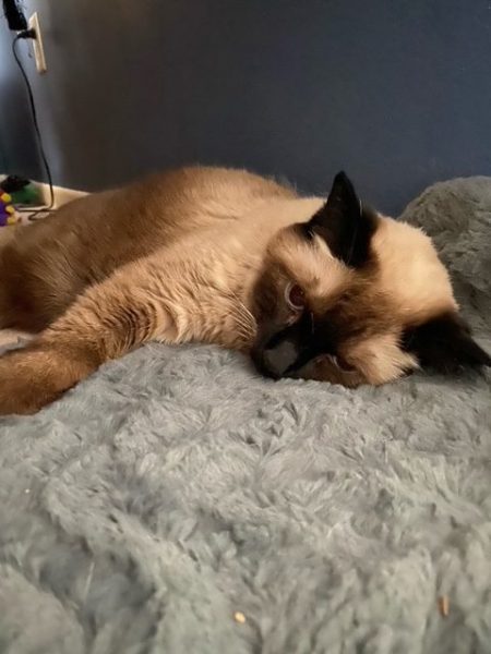 Pudding glares at the camera