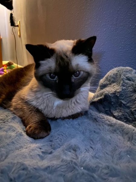 Pudding looks adorably at the camera