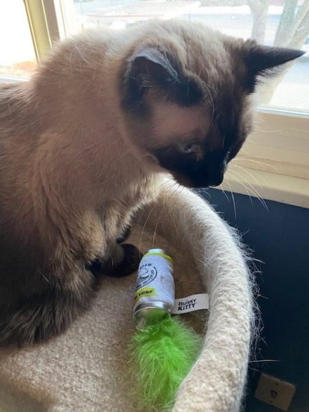 Pudding sits in her cat tree with a catnip can of white claw