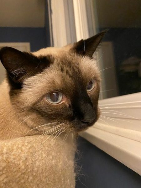 Pudding stares coyly at the camera