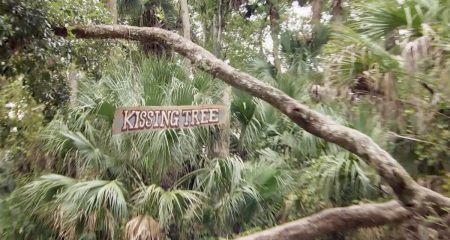 A sign that says Kissing Tree hangs from a branch