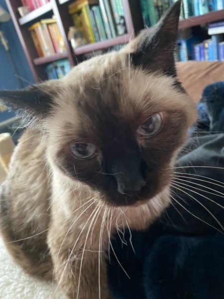 Pudding stares into the camera