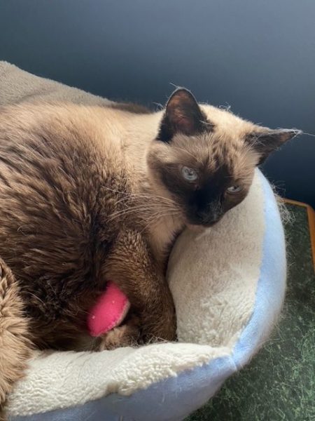 Pudding lays in her cat bed cuddling a neon pink catnip egg
