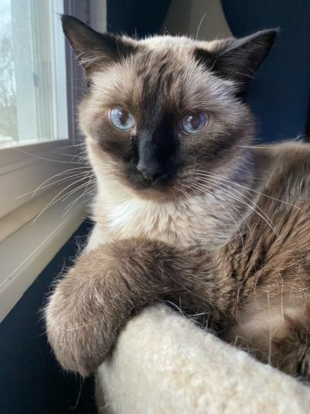 My Siamese cat Pudding lays in her cat tower next to the window
