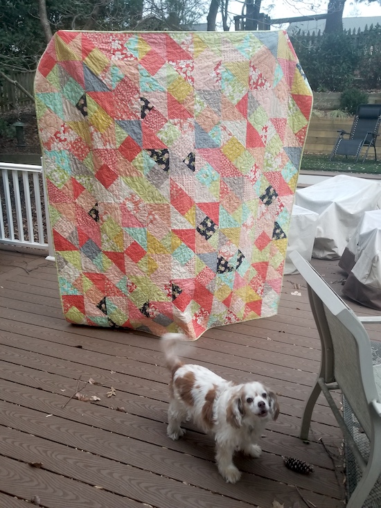 A quilt of diagonal lines made of squares and triangles in shades of coral, blue, gold, and pink, with my small King Charles Spaniel mix dog Zeb in the front wagging his tail 